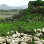 CANTO DEL SERVO PASTORE